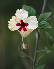 IMG_0084a.jpg